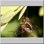 Empis opaca - Tanzfliege 01.jpg